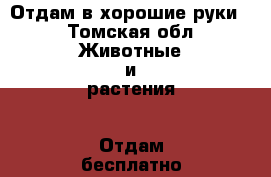 Отдам в хорошие руки  - Томская обл. Животные и растения » Отдам бесплатно   
